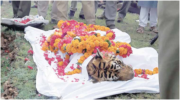 ranthambore national park