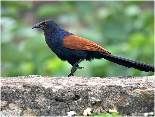 sitamata wildlife sanctuary