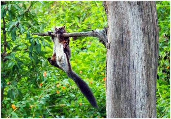 sitamata wildlife sanctuary