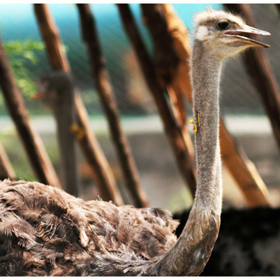 biological park in rajasthan