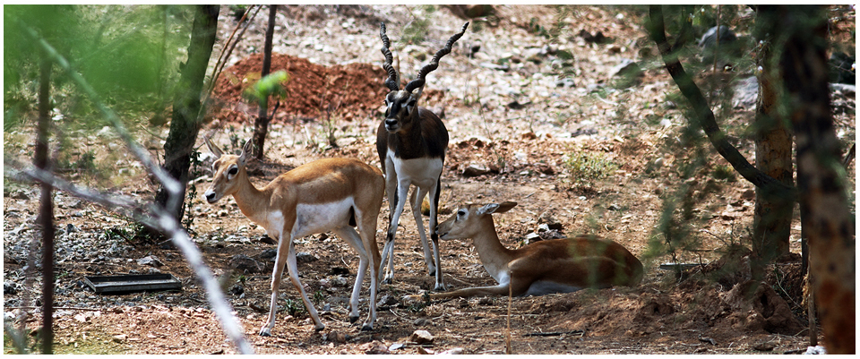biological park in rajasthan