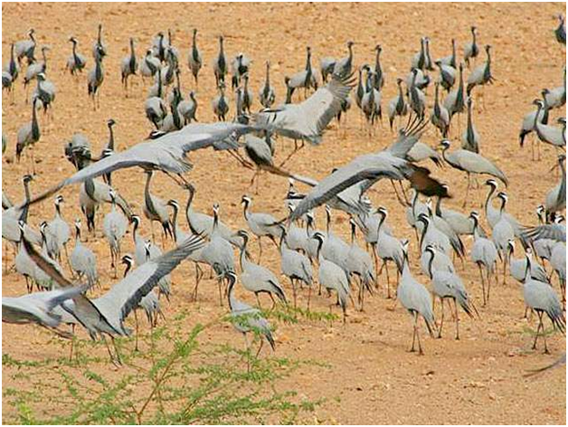Desert National Park of Jaisalmer 
