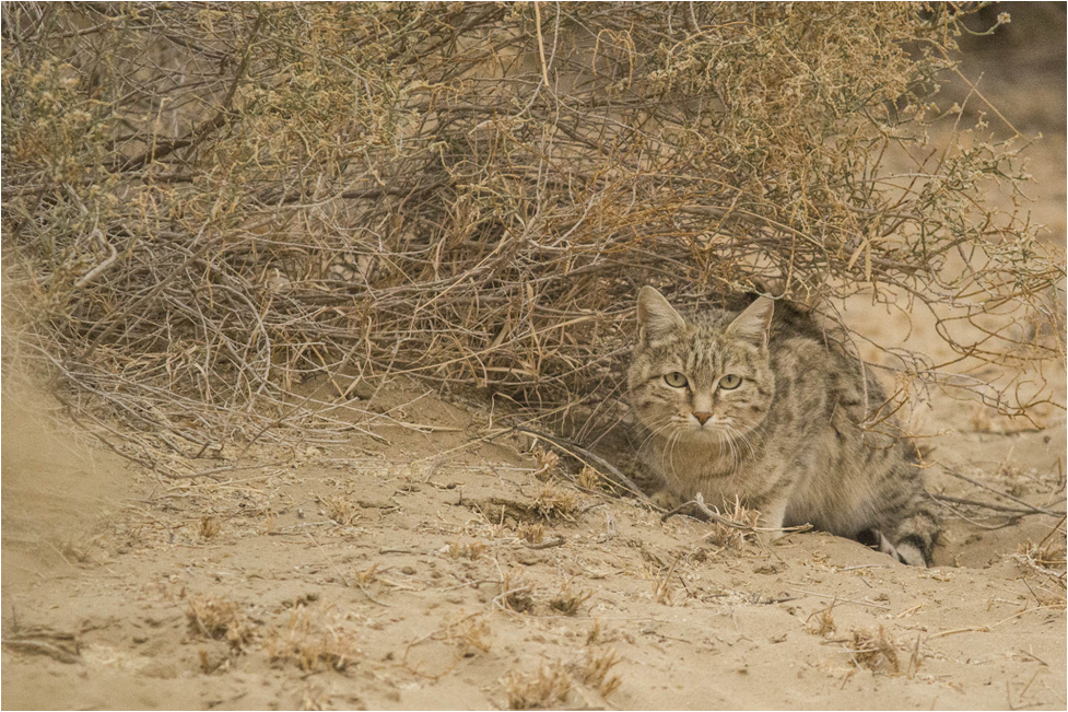 Desert National Park of rajasthan