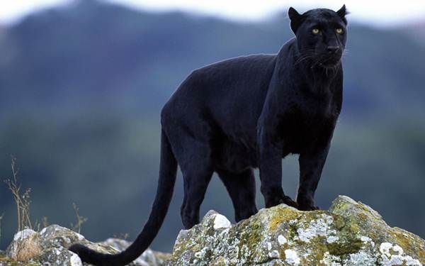 kumbhalgarh wildlife sanctuary safari