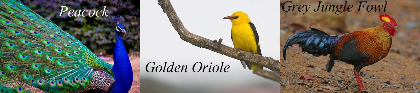 kumbhalgarh wildlife sanctuary safari