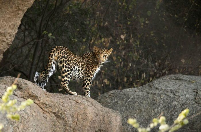 Mount Abu Wildlife Sanctuary Safari
