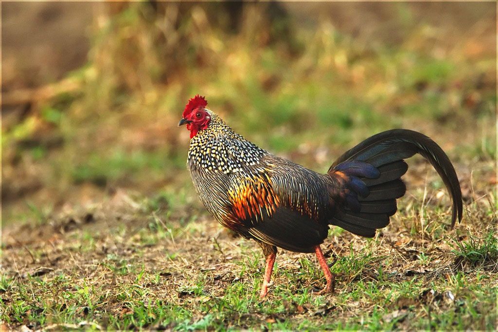 Mount Abu Wildlife Sanctuary Safari
