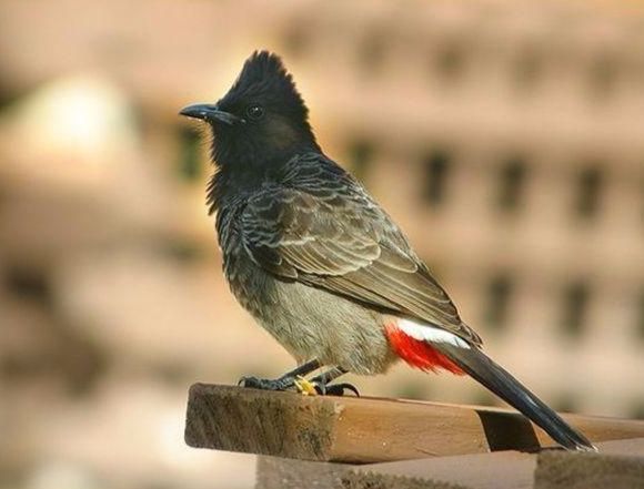 Avifauna of Rajasthan!