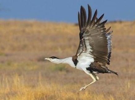 Avifauna of Rajasthan!