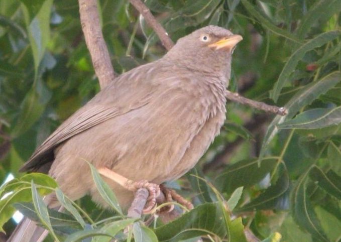 Avifauna of Rajasthan!
