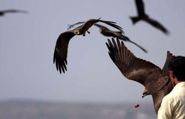 Avifauna of Rajasthan!