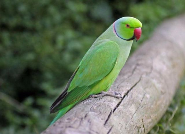 Avifauna of Rajasthan!