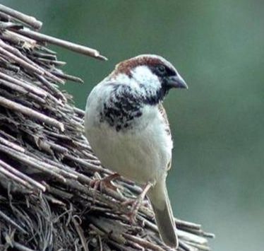 Avifauna of Rajasthan!