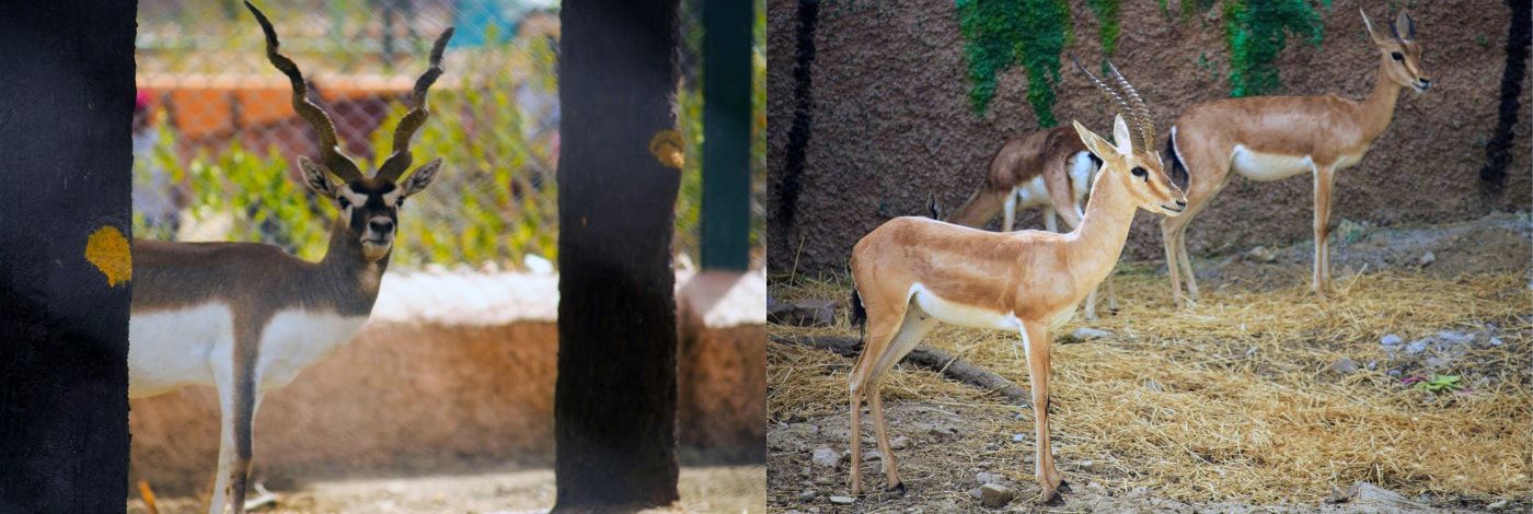 Nahargarh Biological Park