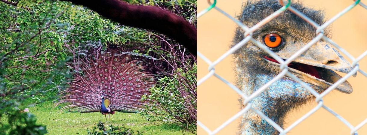 Nahargarh Biological Park