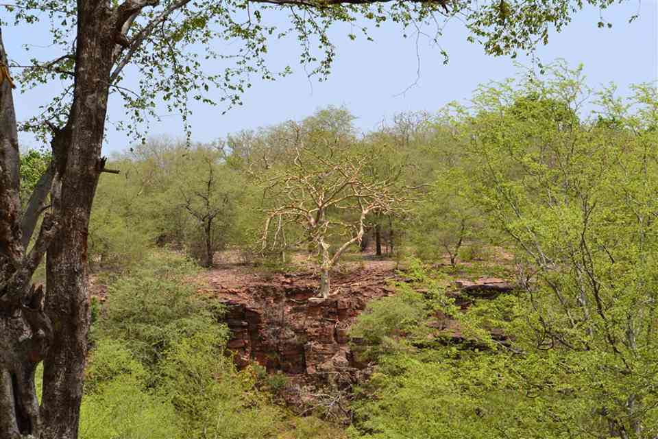Darrah Wildlife Sanctuary, Kota