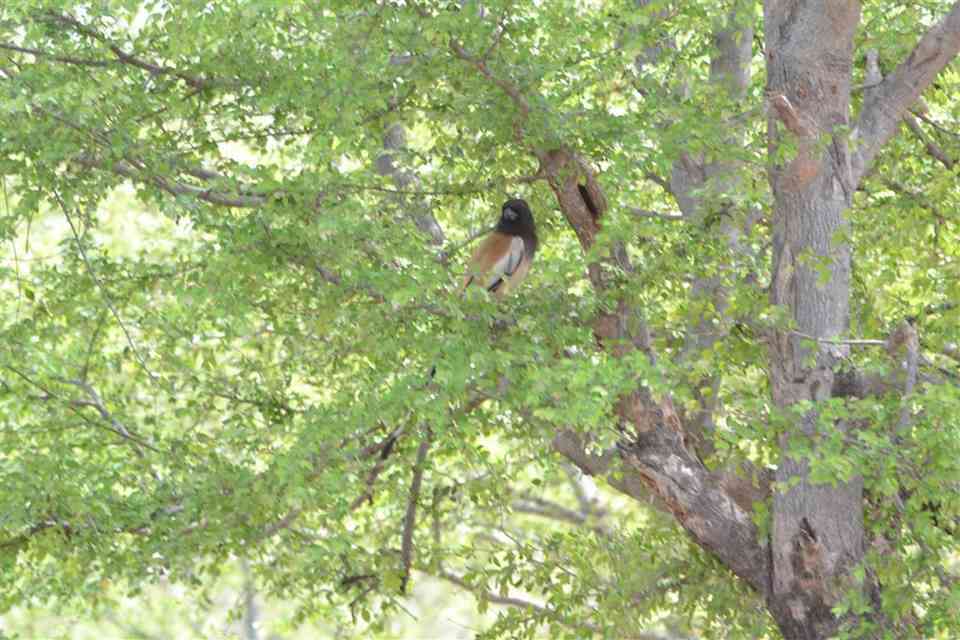 Darrah Wildlife Sanctuary, Kota