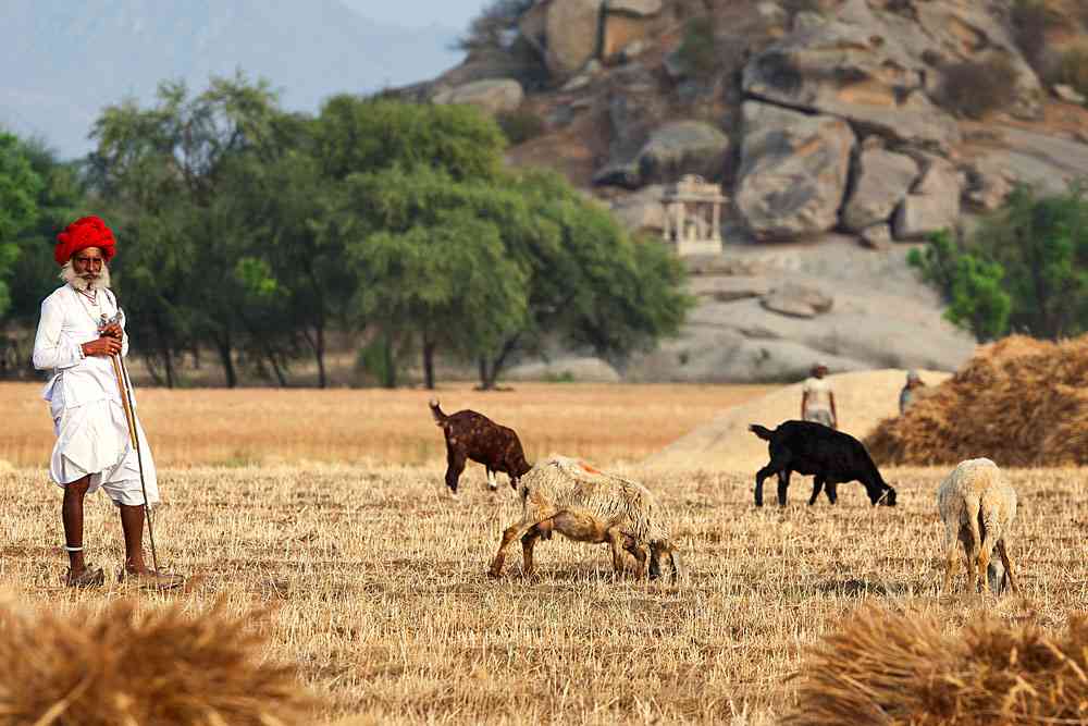 Jawai Leopard hills