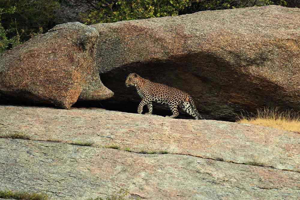 Jawai Leopard hills