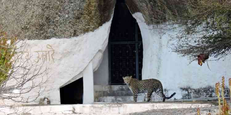 Jawai Leopard hills