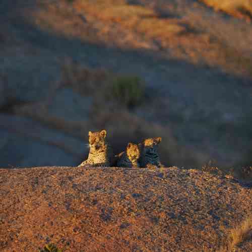 Jawai Leopard hills