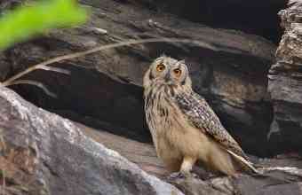 Bassi Wildlife Sanctuary