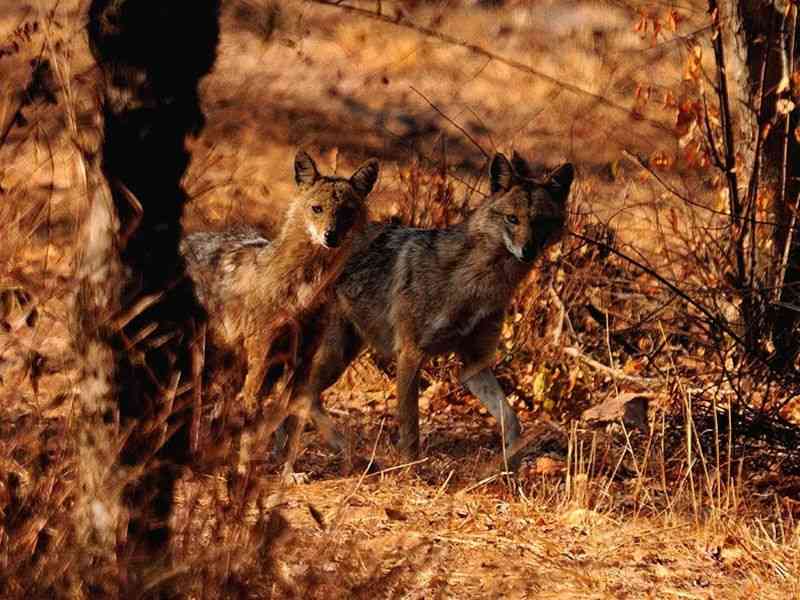 Bassi Wildlife Sanctuary