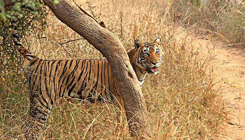 Jamwa Ramgarh Wildlife Sanctuary