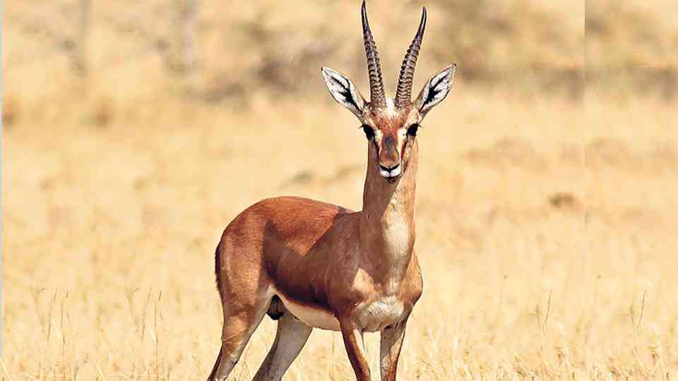 Wildlife in Thar Desert