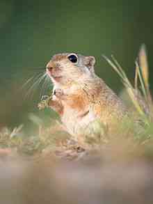 Wildlife in Thar Desert