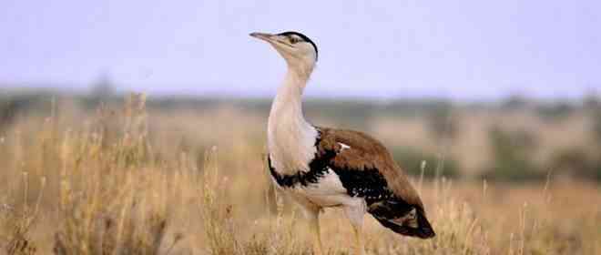 Wildlife in Thar Desert