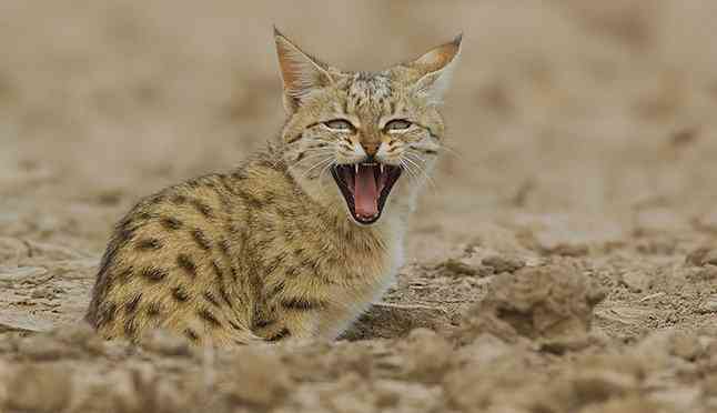Wildlife in Thar Desert