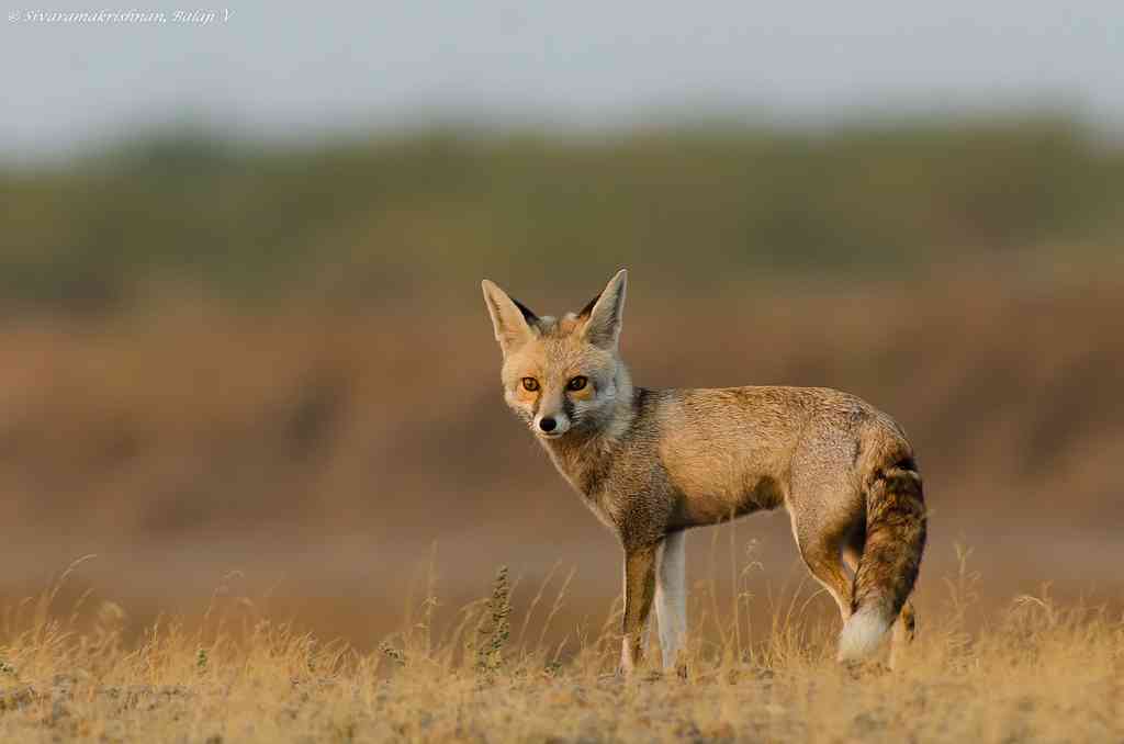 Wildlife in Thar Desert