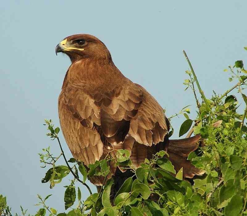 Wildlife in Thar Desert