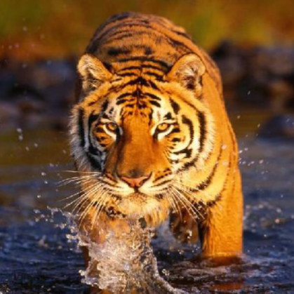 Sariska National Park Safari Rajasthan Tourism