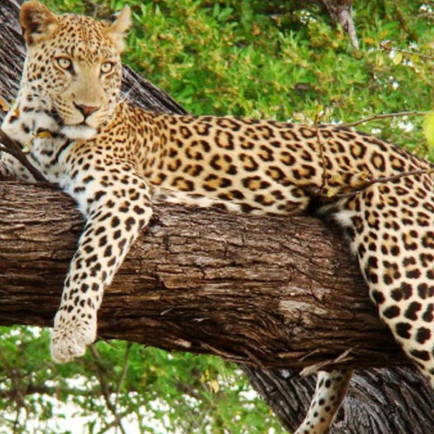 Sariska National Park Safari Rajasthan Tourism