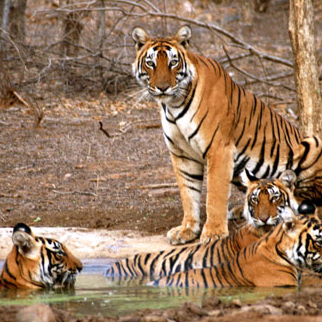 Sariska National Park Safari Rajasthan Tourism