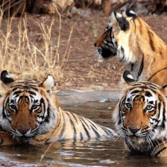 Sariska National Park Safari Rajasthan Tourism