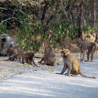 Sariska National Park Safari Rajasthan Tourism