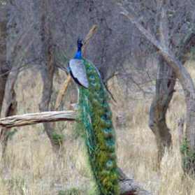 Sariska National Park Safari Rajasthan Tourism