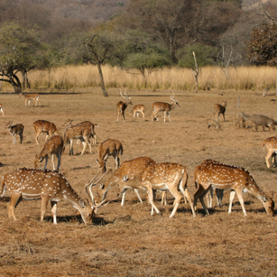 Sariska National Park Safari Rajasthan Tourism