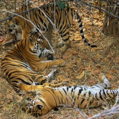 Sariska National Park Safari Rajasthan Tourism