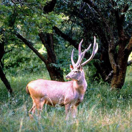 Sariska National Park Safari Rajasthan Tourism