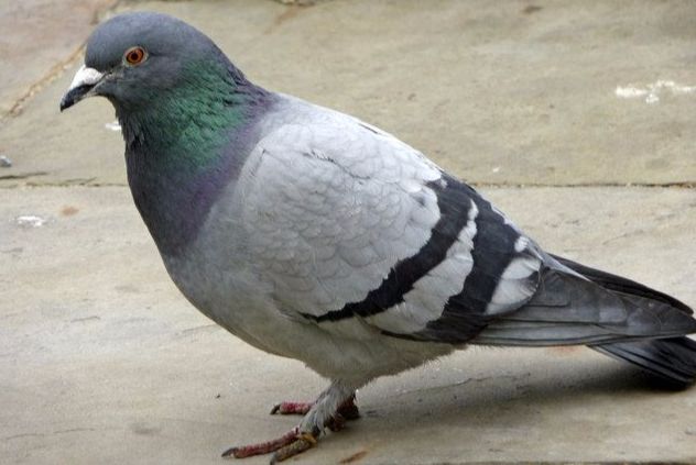 Avifauna of Rajasthan!