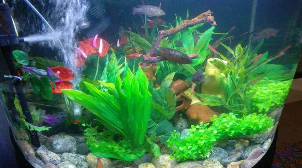 fateh sagar aquarium
