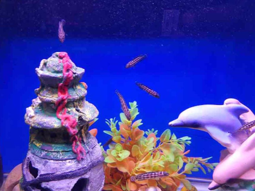 fateh sagar aquarium