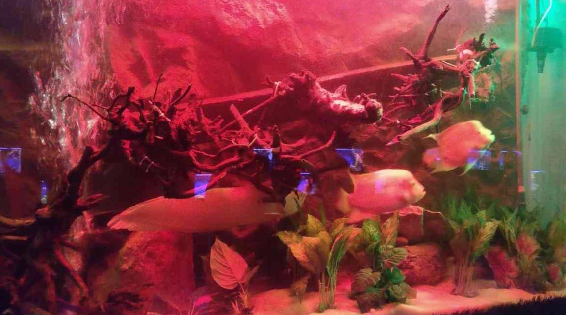 fateh sagar aquarium