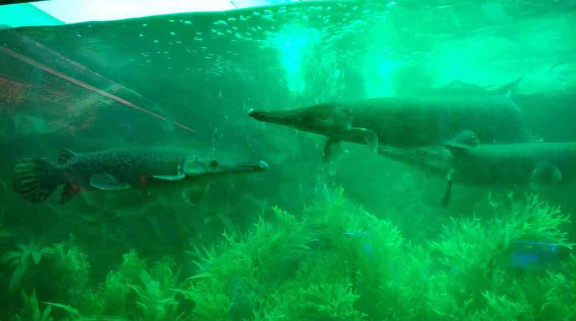 fateh sagar aquarium