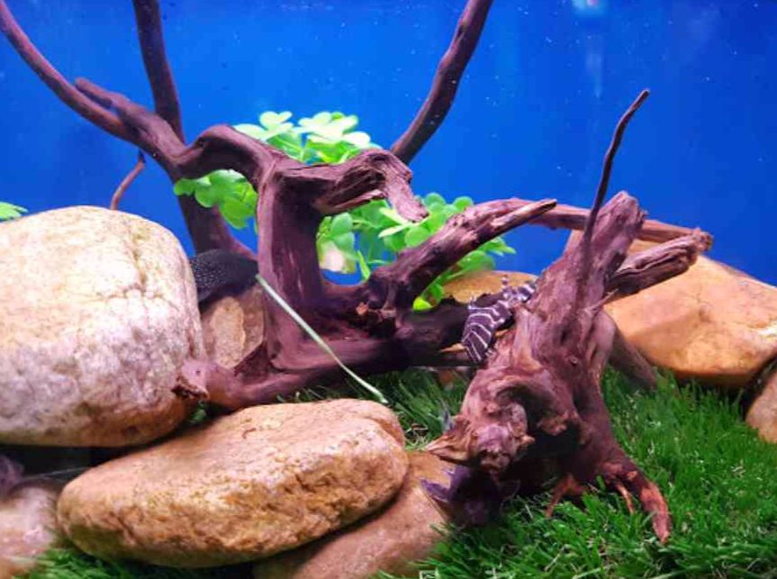 fateh sagar aquarium