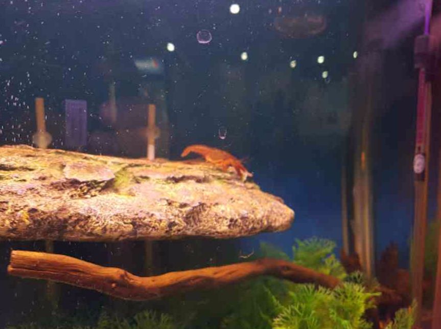 fateh sagar aquarium
